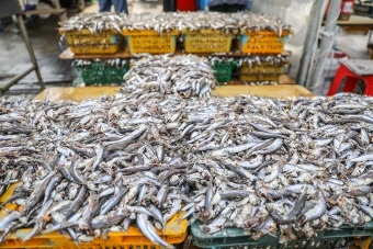 멸치 효능 부작용