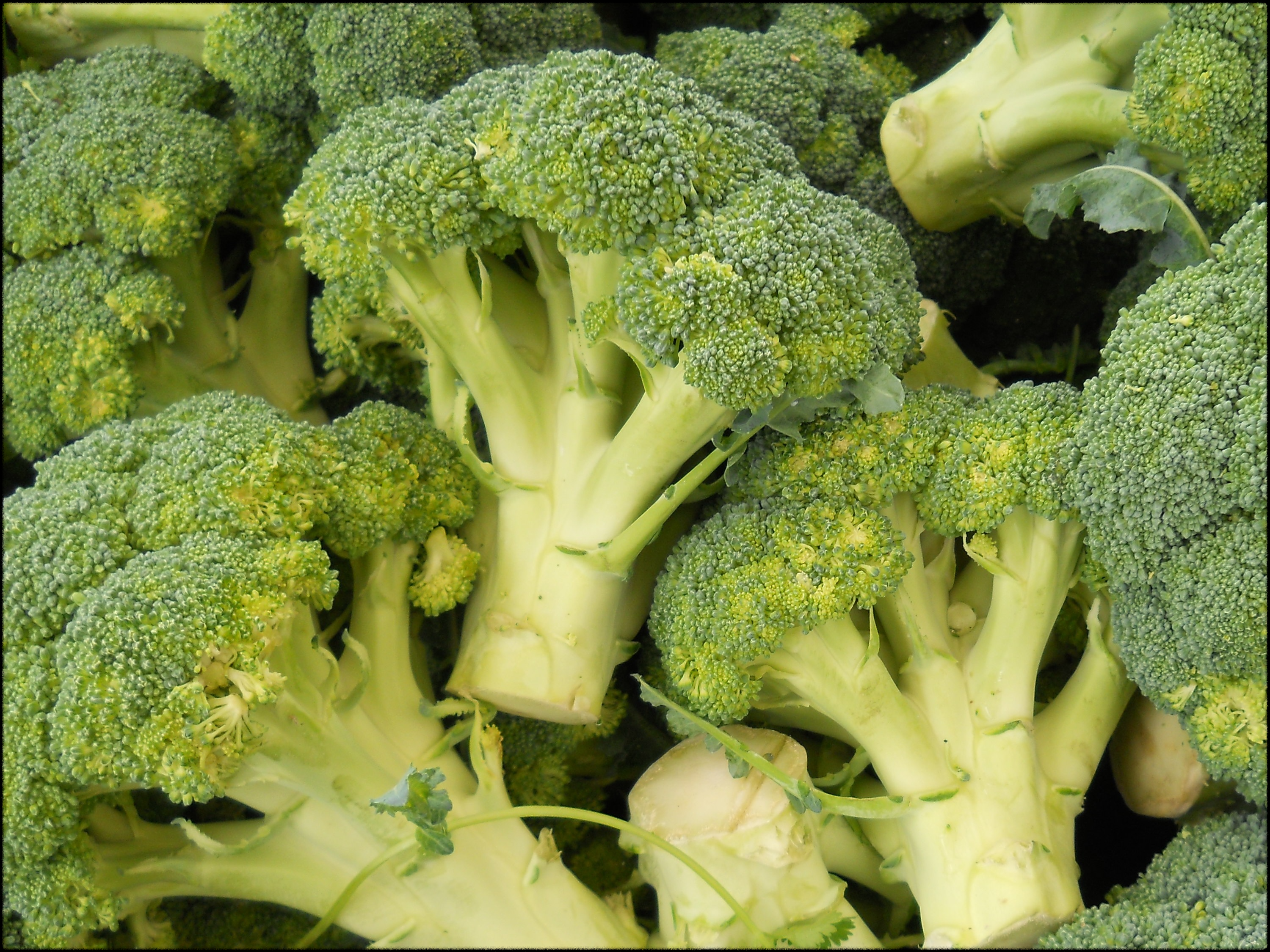 브로콜리 이미지25