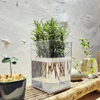 로즈마리 재배 삽목 번식 배수성 좋은 흙 관리_8