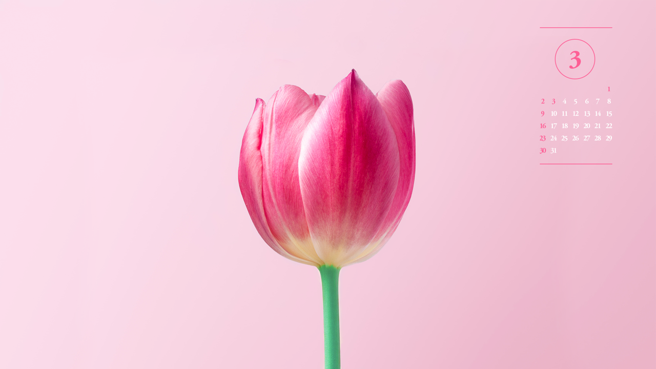 03 핑크 튤립 A - 2025년3월 노트북배경화면
