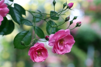 에버랜드 장미축제 2025