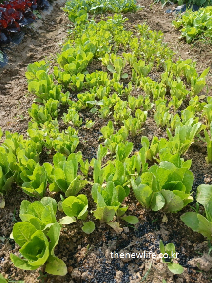 Young romaine lettuce plants growing in neat rows in a farm field-밭에서 자라고 있는 어린 로메인 상추 모종들