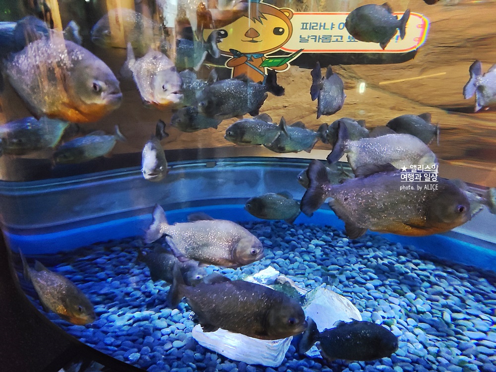 코엑스 아쿠아리움 입장권 할인예약 방법, 대중교통 가는 방법, 참물범 펭귄 비버 상어 보러가자!