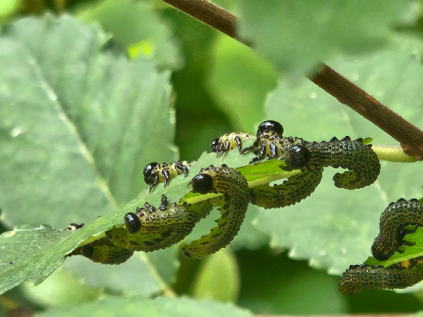 홍가슴루리등에잎벌