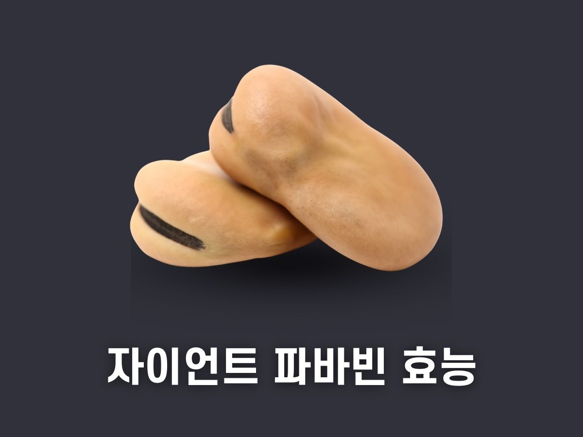 파바빈 효능
