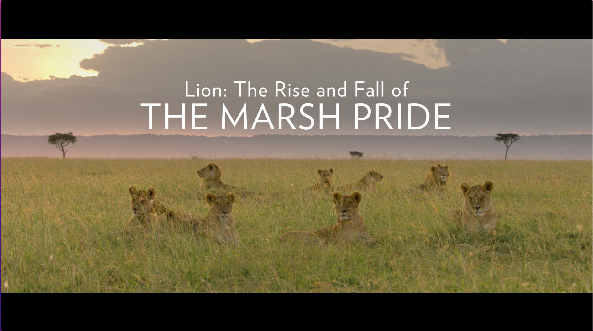 프레임레이트변환