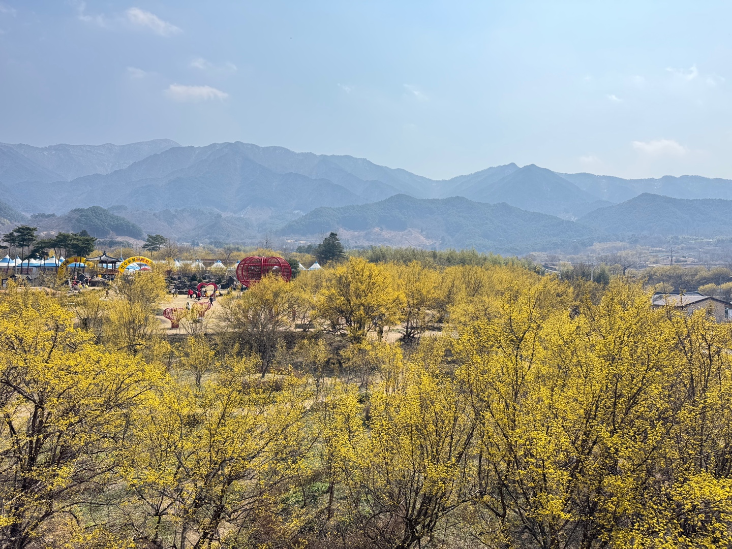 구례산수유축제