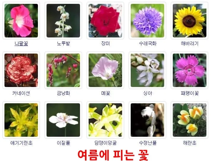 여름꽃 종류 모음 여름 꽃나무 추천 12가지 정리_9