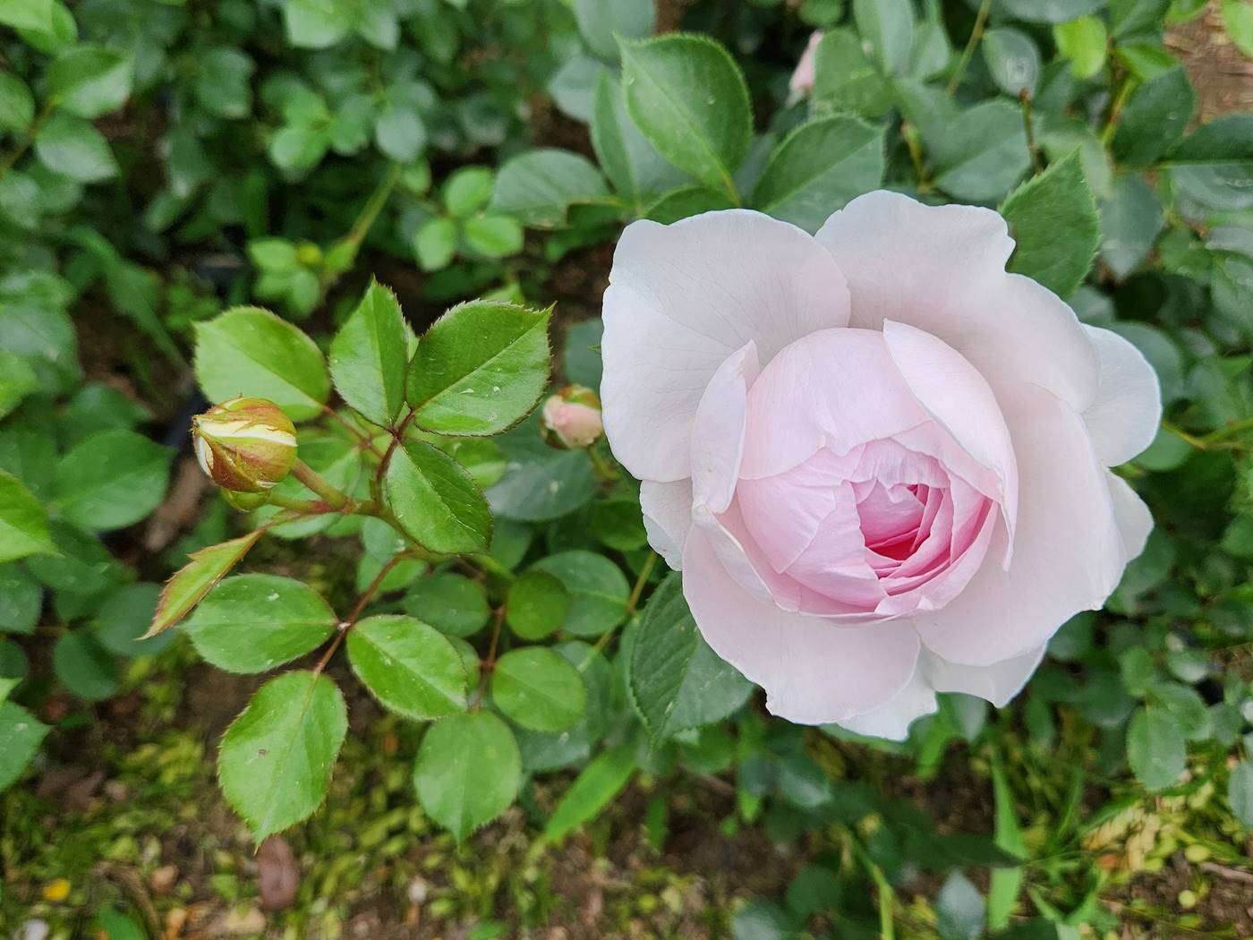 장미 헤르초긴 크리스티아나 Herzogin Christiana