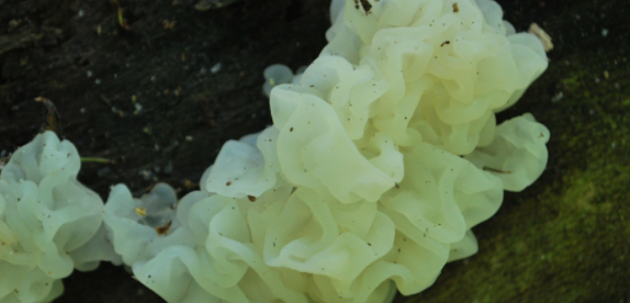 흰목이버섯-야생