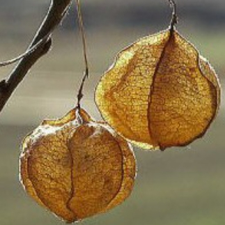 가을에 피는 꽃 풍선덩굴