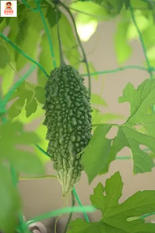 여주 효능 6가지 여주 분말 여주차 여주 먹는법 여주 피클