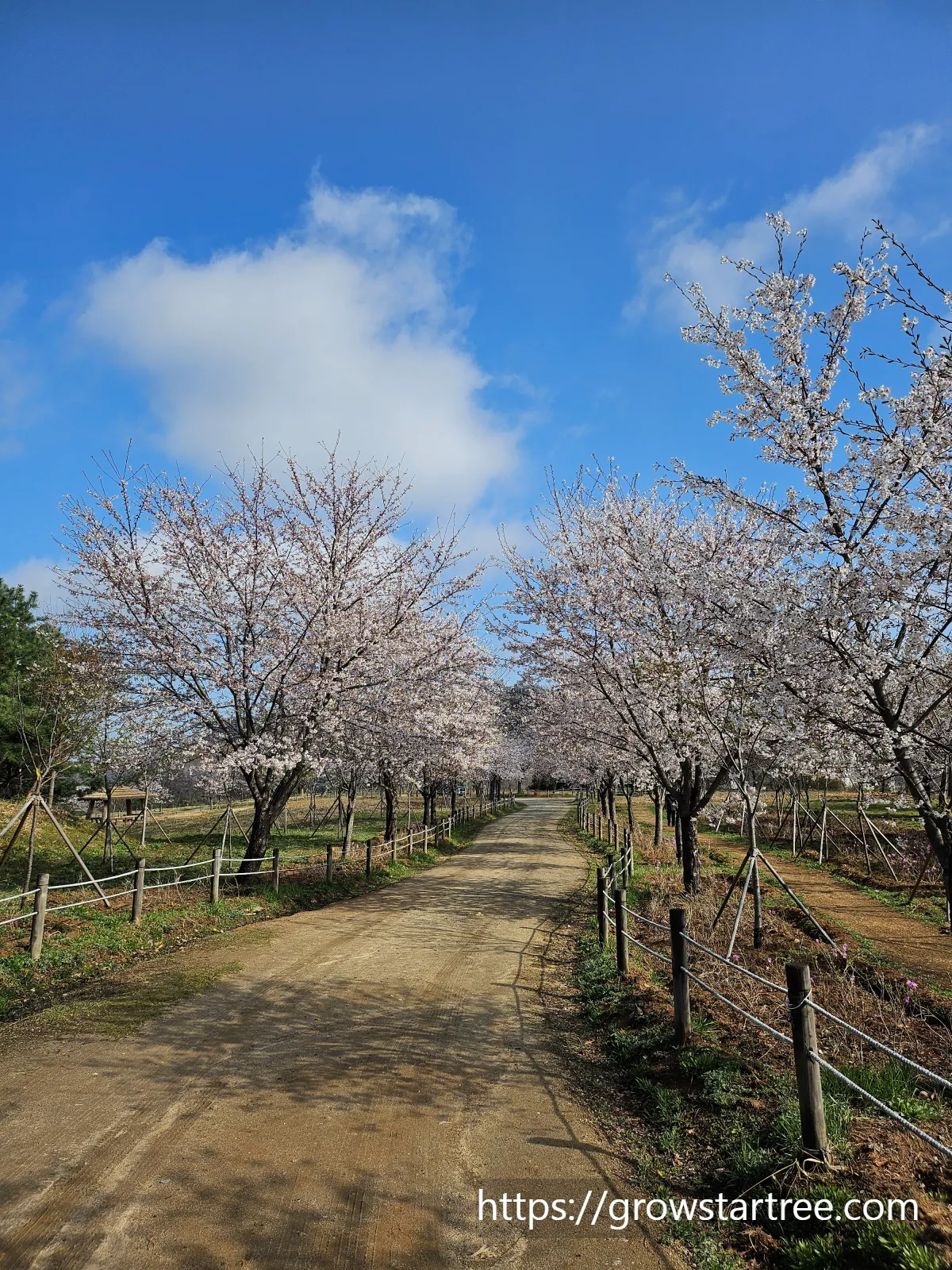 인천 연수구 봉재산 벚꽃