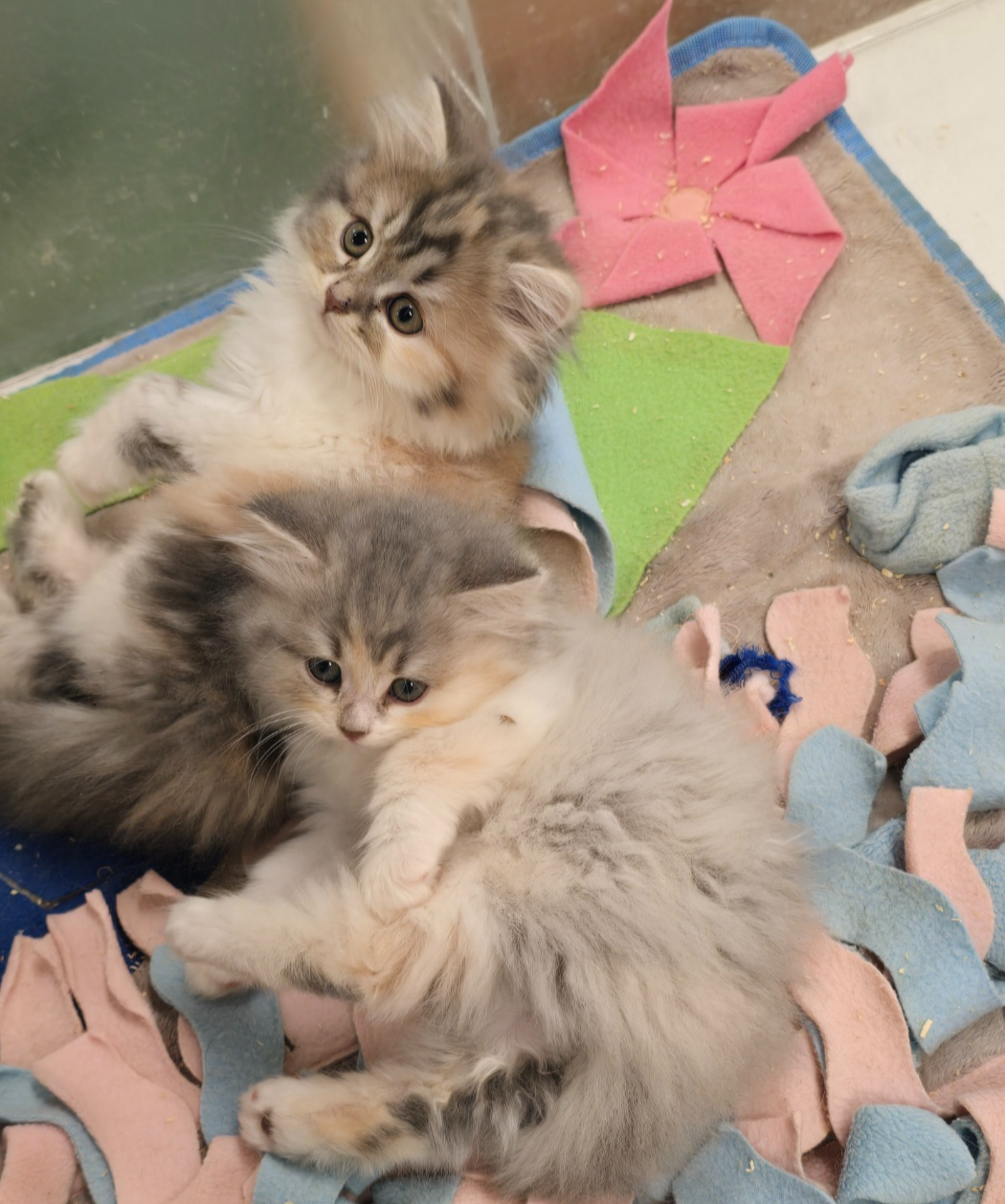 너무귀여운 아이고양이들