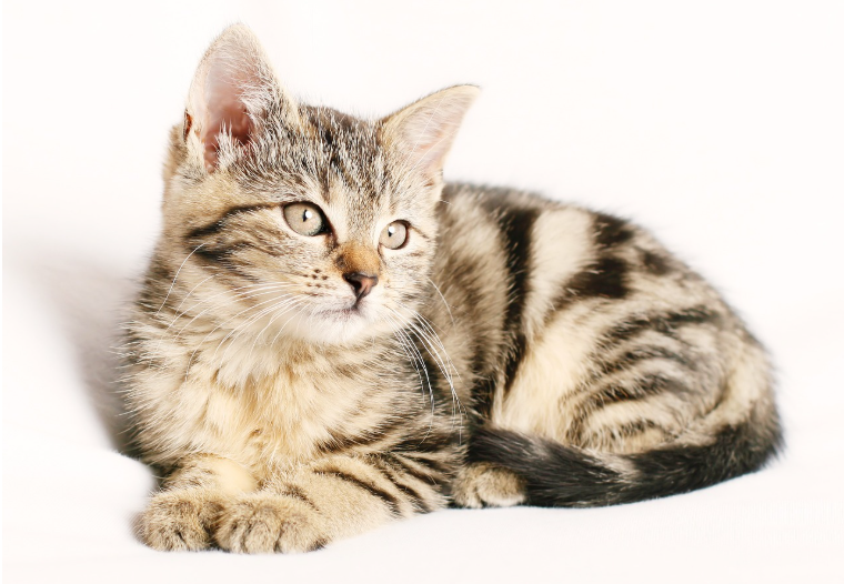 고양이 IBD는 &lsquo;장병&rsquo;이 아니라 &lsquo;면역병&rsquo;이다