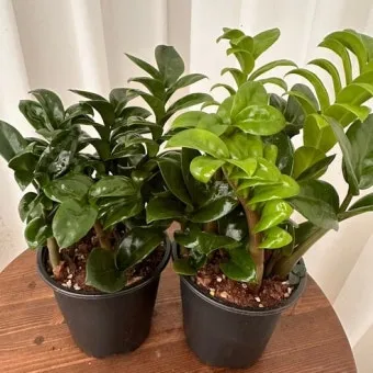 보석금전수 물주기 키우기 잎꽂이 꽃 노란잎 관리 재물운_23