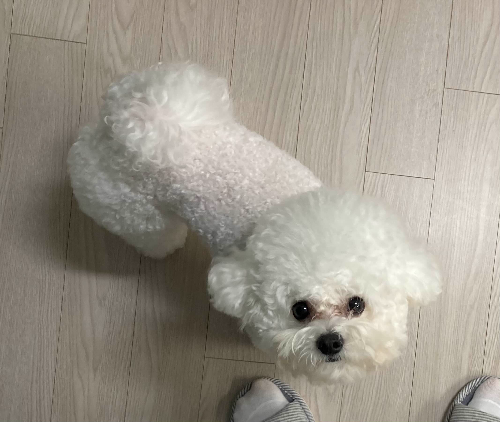 이미지_반려견