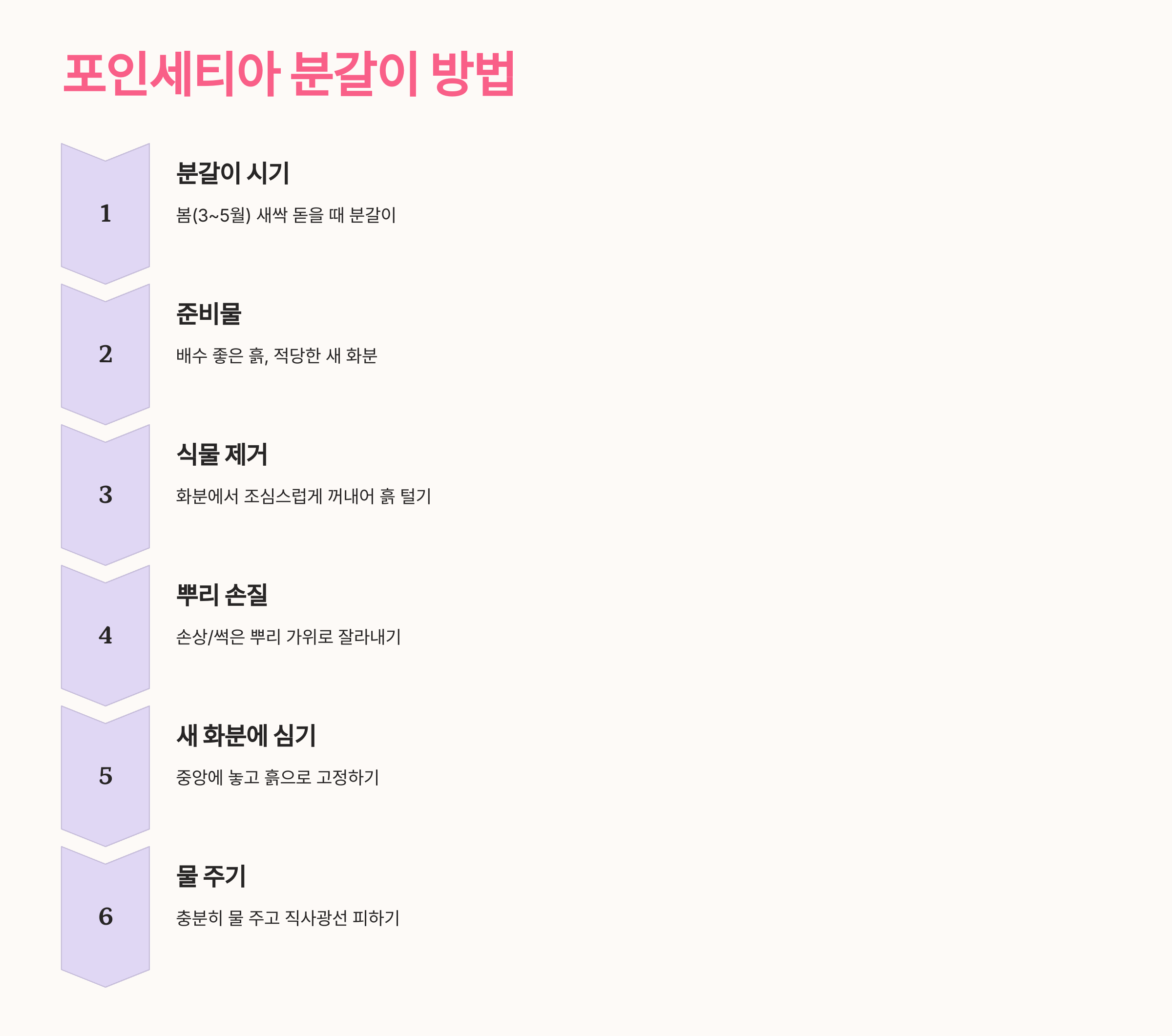 포인세티아 사진입니니다.