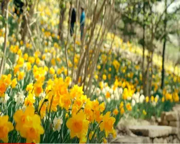 화담숲 예약 봄 수선화 축제_12