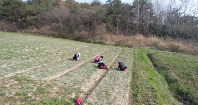 쑥을 수확하고 있는 극한직업 쑥농장