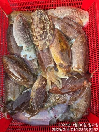 갑오징어 제철 시기 요리 레시피 황금레시피_14