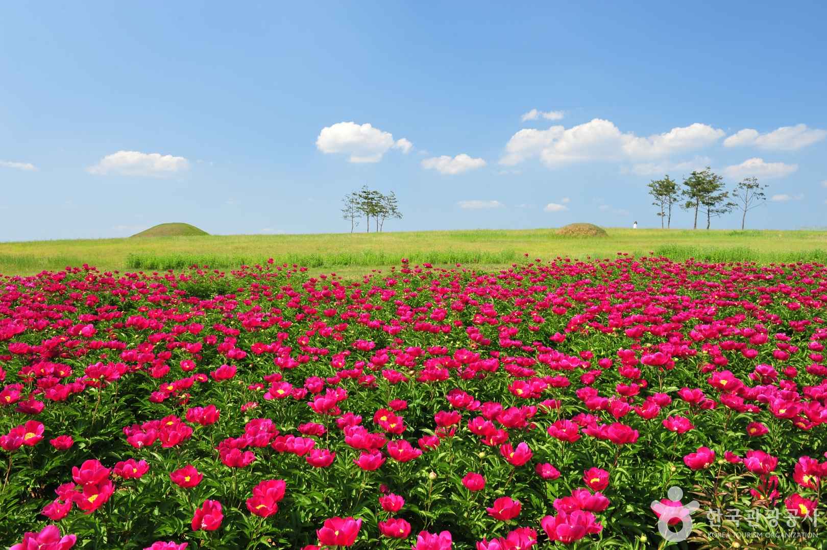 의성 조문국사적지 작약꽃