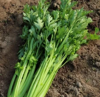 쪽마늘 재배 파종 깊이 흑비닐 피복 월동 준비_31