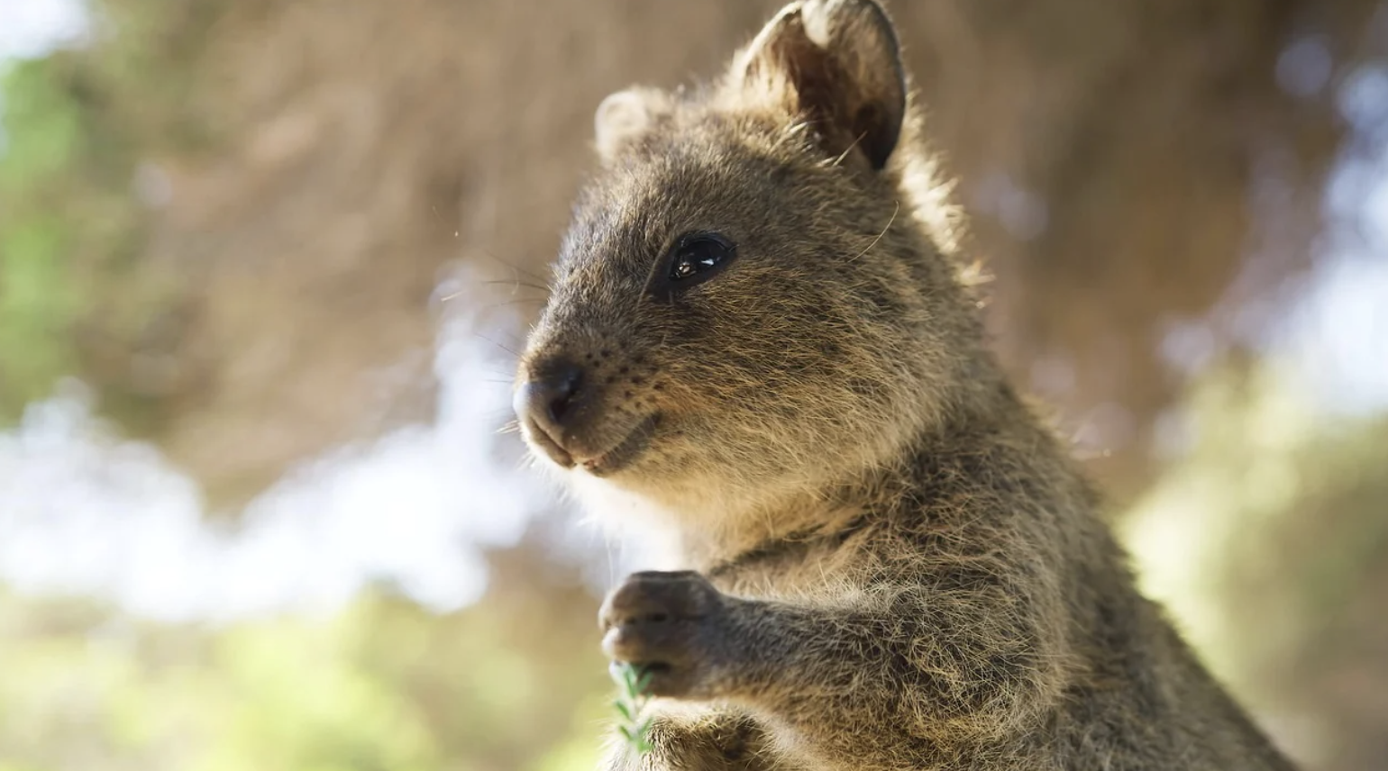 [호주 여행] 동부 vs 서부 여행 (명소, 체험, 추천)