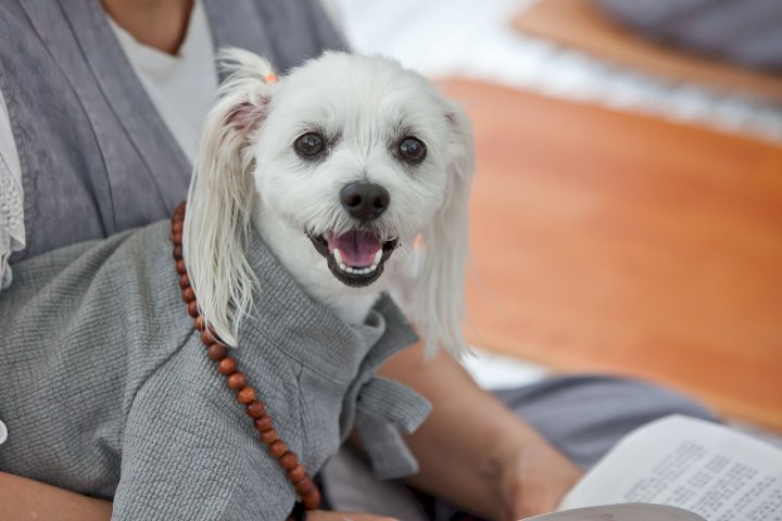 사찰복을 입은 강아지