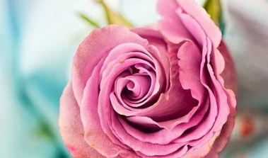 꽃 꿈해몽 67가지