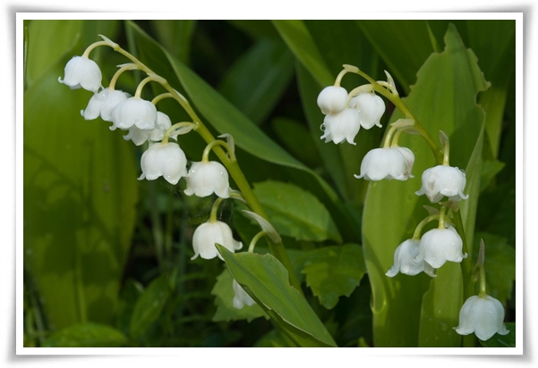 "은방울 꽃" 자연의 아름다움과 신비를 담은 작은 보석!