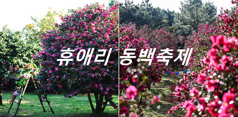 휴애리동백축제