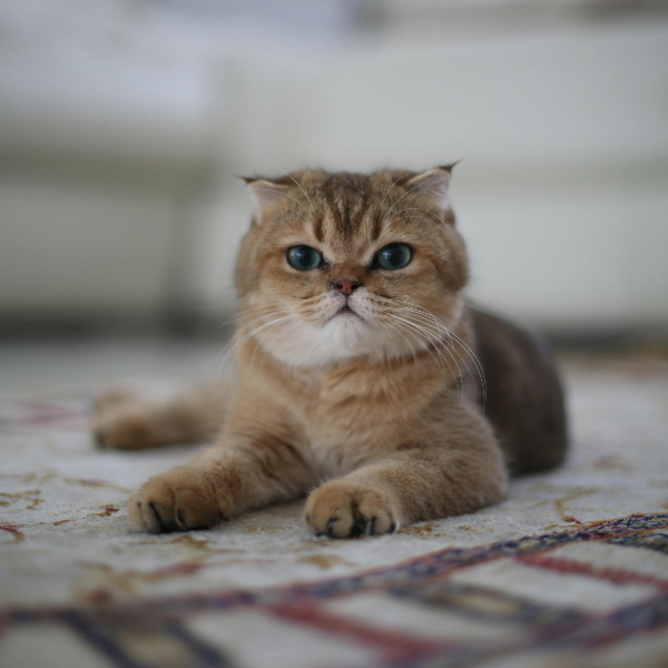 브리티쉬 숏헤어 브라운