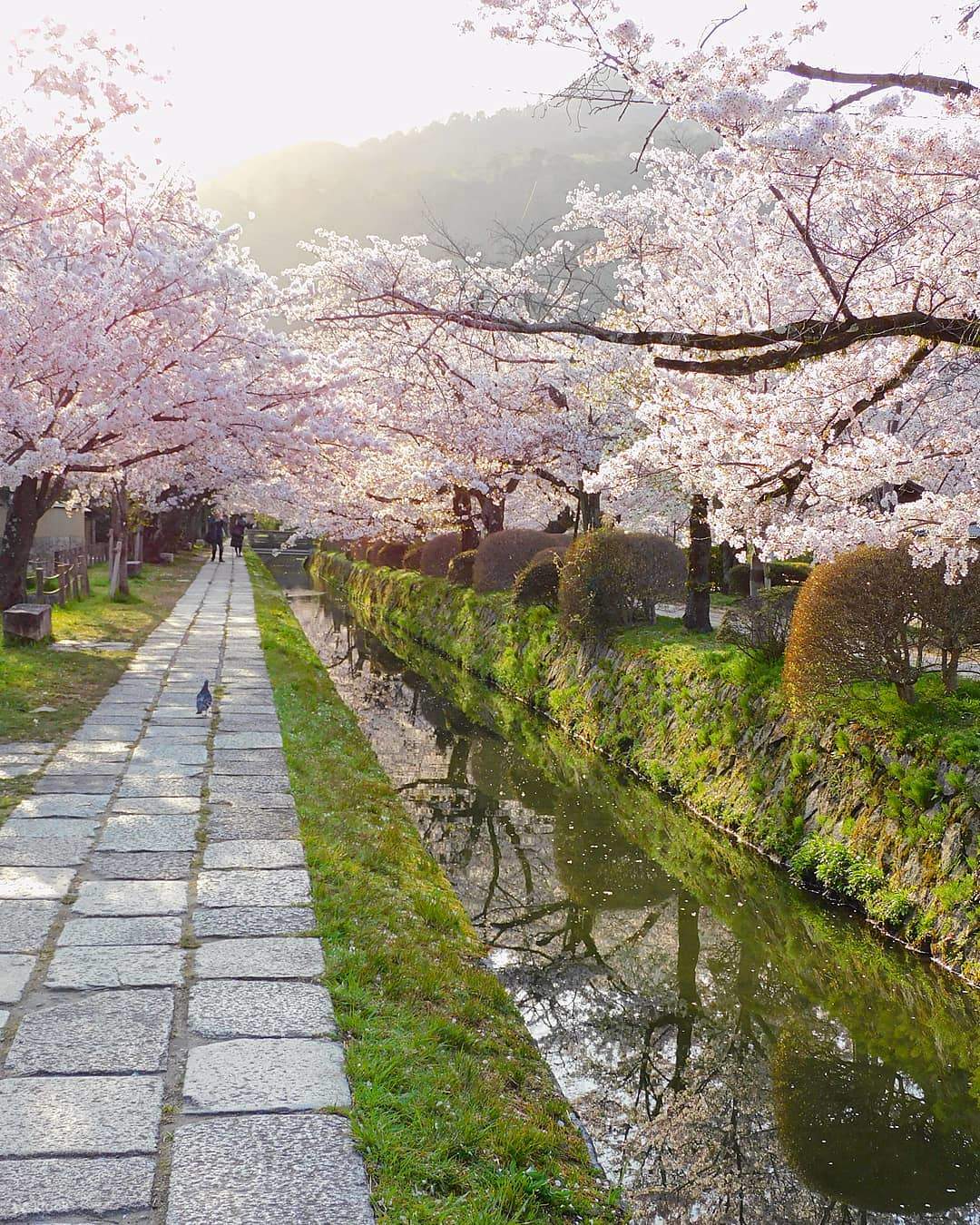 철학의 길 벚꽃거리
