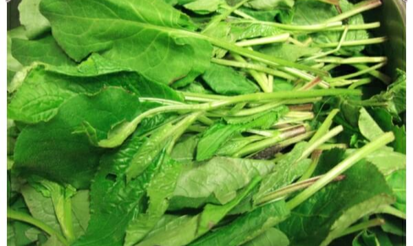 봄나물 종류와 효능 BEST6