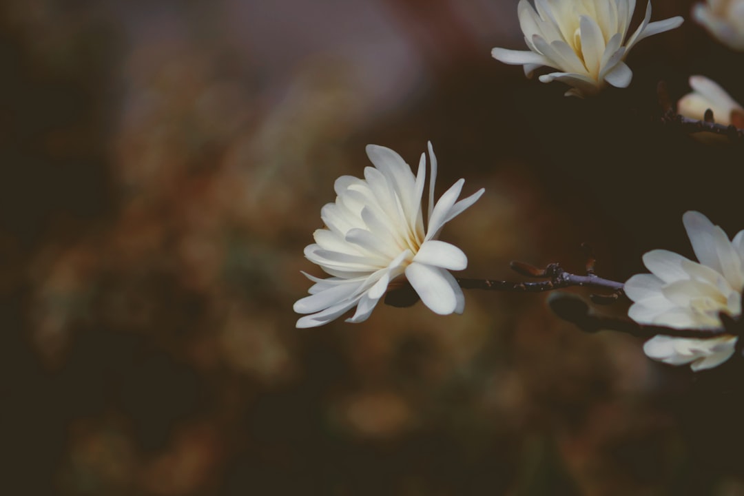 경주 벚꽃 개화시기