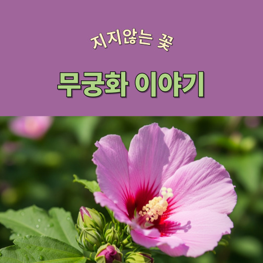 지지 않는 꽃, 무궁화 &ndash; 매일 피어나 다시 희망이 되는 이름