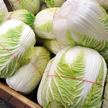  절임배추 20kg 