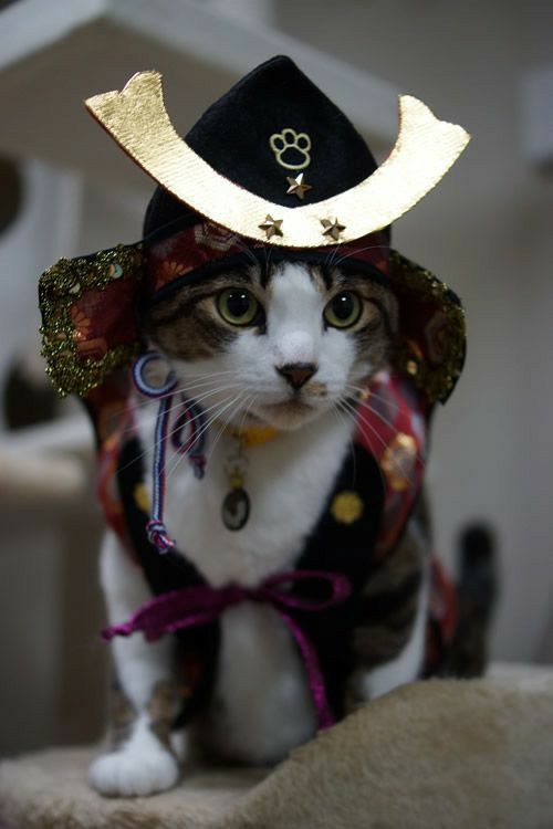 나라별 고양이의 문화