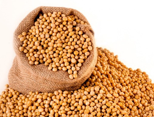 어린이들의 인지능력과 주의력 향상에 도움이 되는 음식 : 대두(콩)에 함유 이소플라본 효능 효과