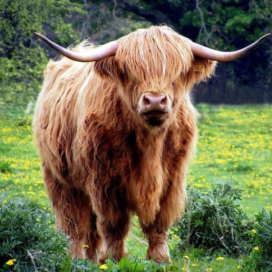 우루과이목초육