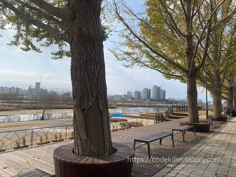 곡교천 은행나무 외과수술