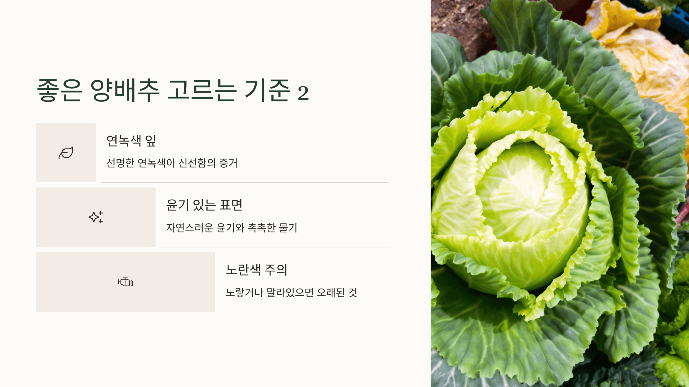 양배추 사진입니다.