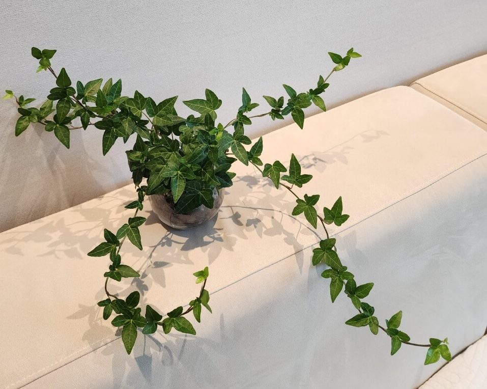 덩굴져자라고 있는 청아이비