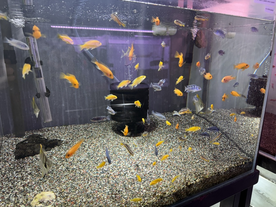 천안 신방동 팀아쿠아에서 구매한 바나나 시클리드