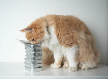 고양이-음식
