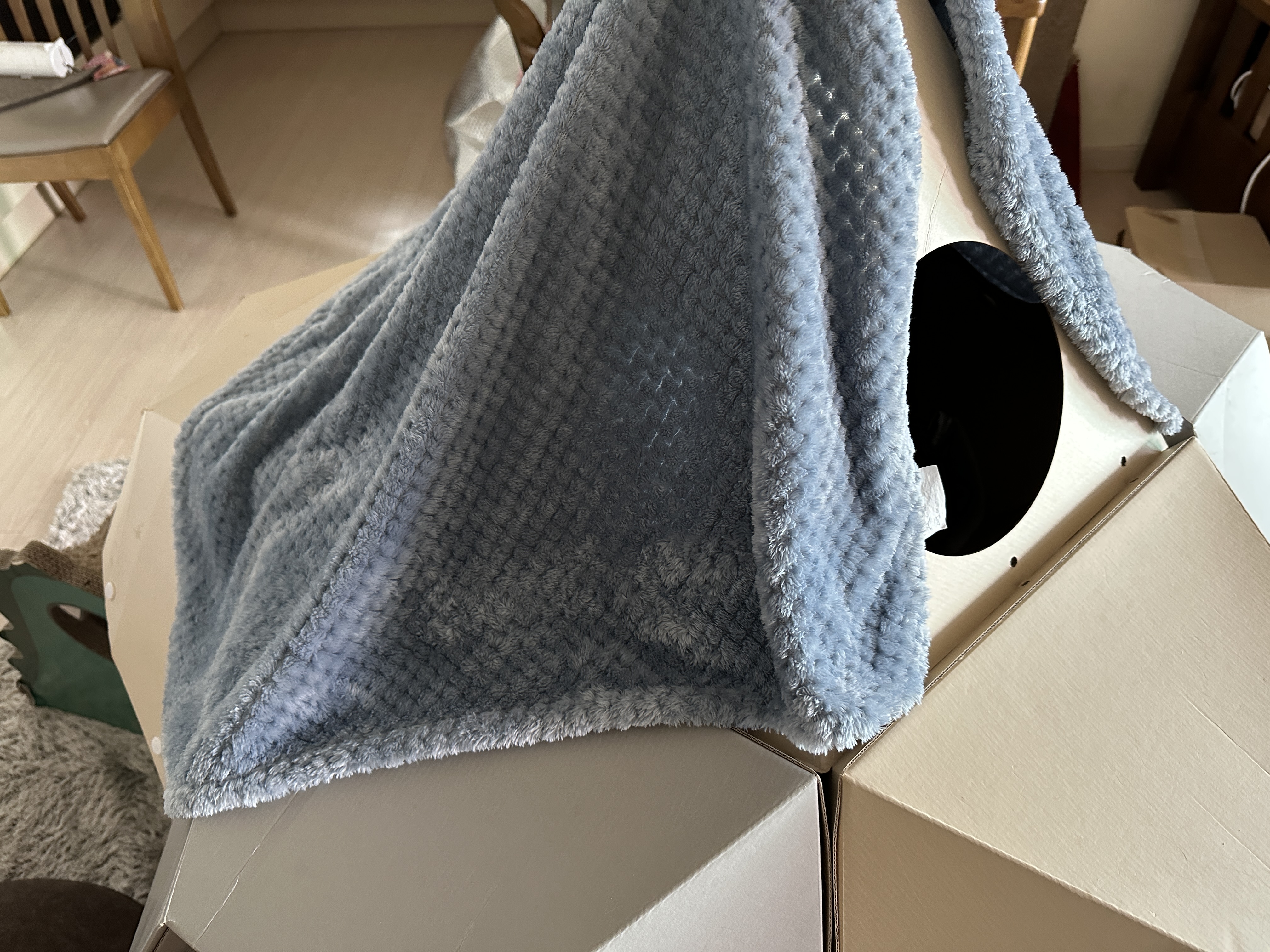 담요_두른_새로운_고양이들의_아지트