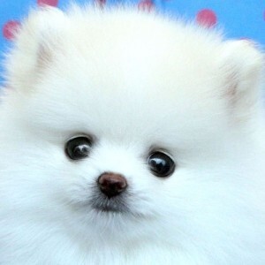 아기 포메라니안의 얼굴 사진