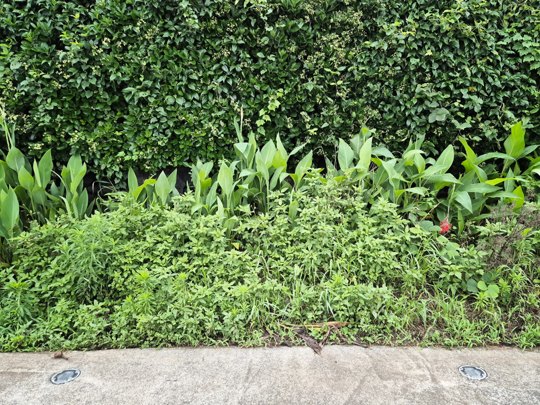 풀 숲 사이로 쓰레기가 감추어져 쓰레기가 없는 것 처럼 보인다.