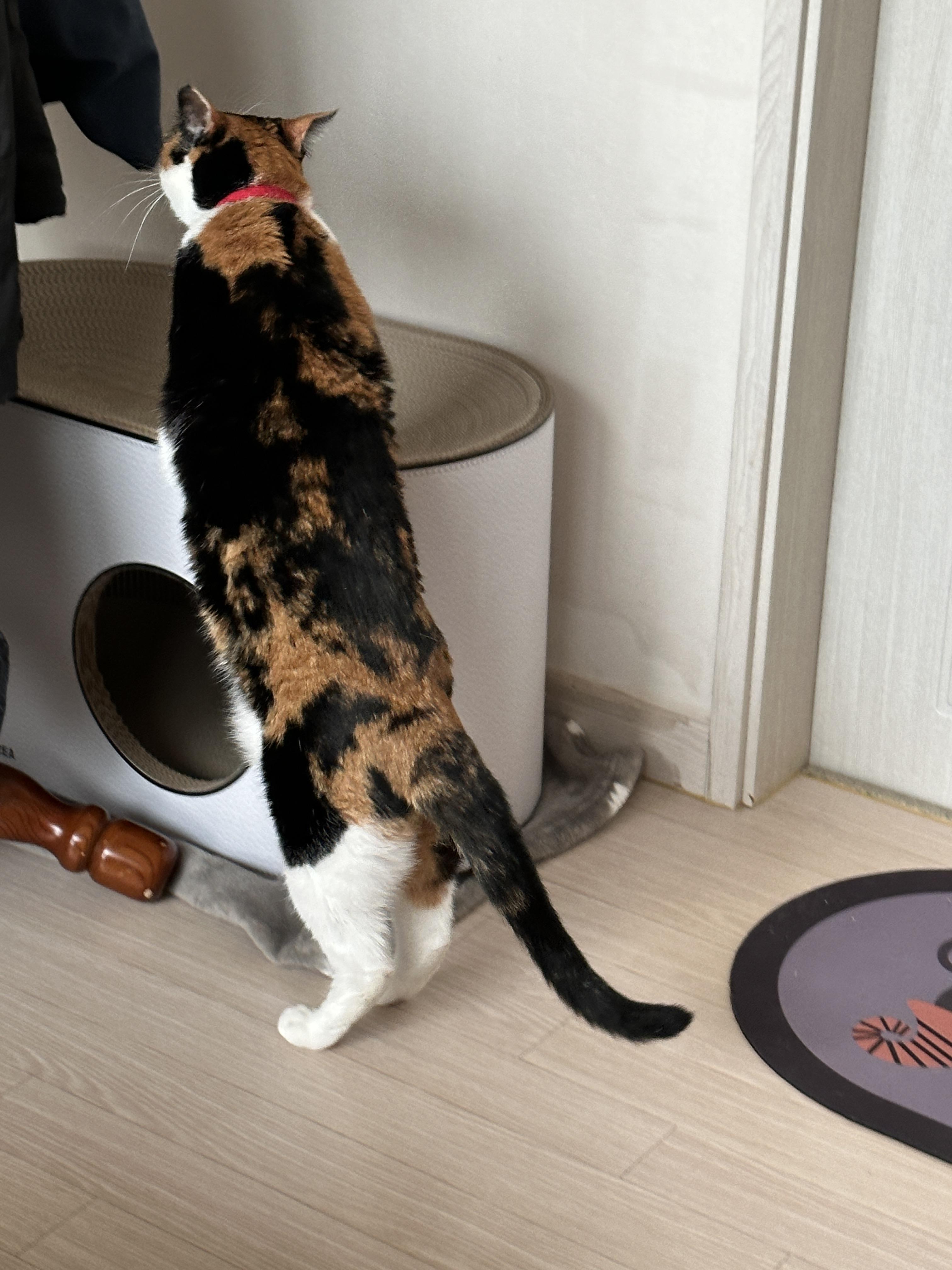 스크래쳐_위에도_살펴보는_다다